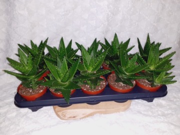 АЛОЭ АЛОЭ МИТРИФОРМИС АЛОЭ ПЕРФОЛИАТА, горшок 10,5 см