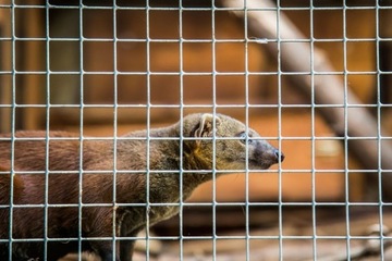 ЗАЩЕЛКА FOX TAP, клетка для лисиц, ловушка, для куниц, кошек, живоловка, 102 см