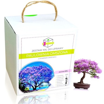 PAULOWNIA DRZEWKO BONSAI ZESTAW DO UPRAWY PREZENT URODZINY MAMY ŻONY BABCI