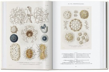 The Art and Science of Ernst Haeckel Julia Voss, Rainer Willmann