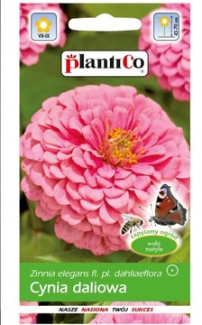 Cynia wytworna daliowa różowa 1G PLANTICO
