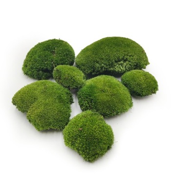 Mech Poduszkowy - Ciemnozielony Naturalny PREMIUM - 100g SZWECJA