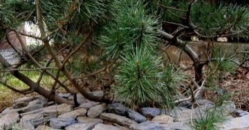 GREYWALKY SHALE GARDEN CASCADE ROCKEY 25кг