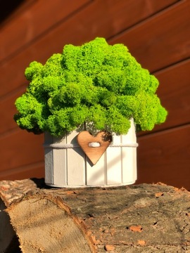 МОСС ХРОБОТЕК ДЕРЕВЯННЫЙ ОТДЕЛКА МОДНЫЙ ОТДЕЛКА ДЕРЕВО