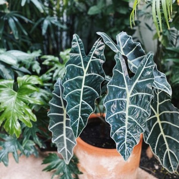 MIX Soil Calathea Maranta Philodendron - Субстрат - Лесной вред для растений