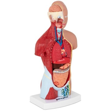 TRÓJWYMIAROWY MODEL ANATOMICZNY LUDZKIEGO TUŁOWIA