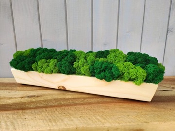 Деревянный вазон с мхом хроботек, мох хроботек в горшке, декор