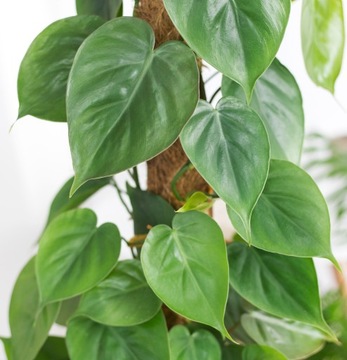 Philodendron scandens- Filodendron pnący