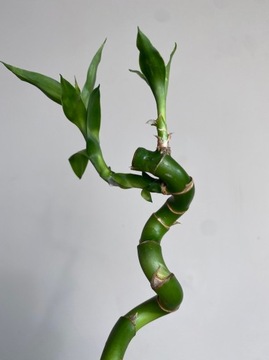 Lucky Bamboo Spirals Бамбук ДРАКЕНА 50 см