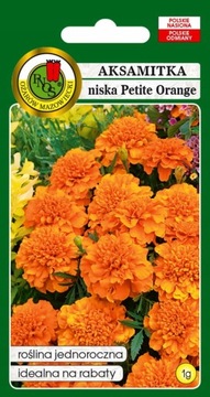 AKSAMITKA PEŁNA NISKA PETITE ORANGE POMARAŃCZOWA 1g NASIONA
