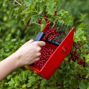 Zbieraczka do jagód borówek owoców plastikowa