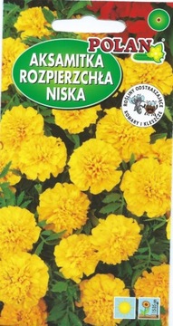 Aksamitka rozpierzchła niska żółta GIPSY SUNSHINE