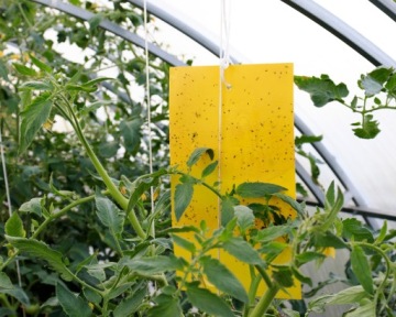 НАКЛЕЙКА ДЛЯ ГОРШКА ТЕПЛИЦЫ XXL ДЛЯ ТЛИ ЗЕМЛЯНЫХ МУХ МУРАВЬЕВ (10 ШТ.)