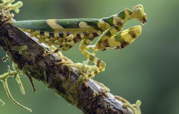 Богомол Theopropus rubrobrunneus ТИГРОВЫЙ