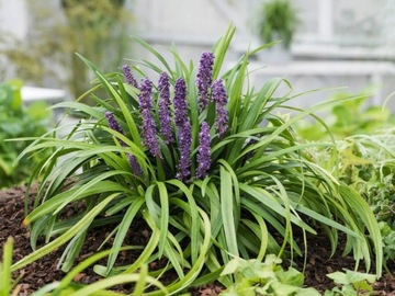 Liriope szafirkowe Liriope muscari Royal Purple P9 ciemno-fioletowe kwiaty