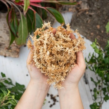 SPAGNUM MOSS - Сфагнум Мосс Лучшее натуральное средство для укоренения - 1л мертвый
