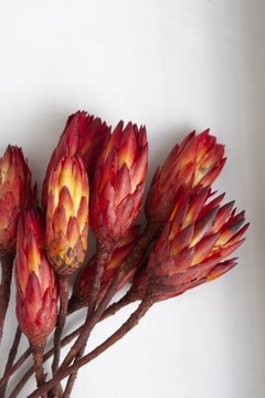 PROTEA suszone kwiaty do wazonu susz florystyczny