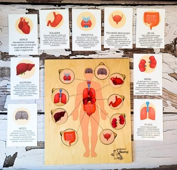 Человеческие органы, деревянный пазл, подписи, выдвижные элементы.