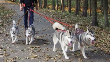 Разветвитель HIFICA ARM 2.2 PP для разветвителя амортизированного поводка на 2-3 собаки