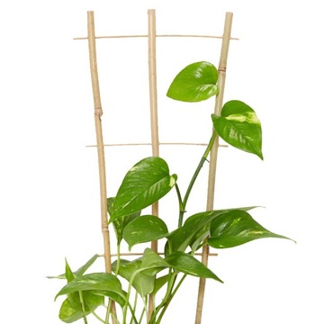 Бамбуковая лестница-подставка для горшечных растений, цветов, овощей, 120 см.