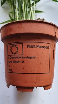 Хамедора Chamaeodorea коралловая пальма ЛЕС В БАНКЕ