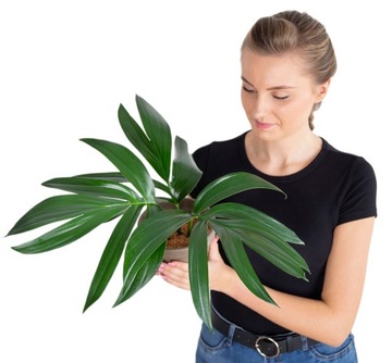 Rhaphidophora decursiva Philodendron DRAGON TAIL