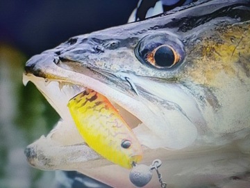 Cannibal Savage Gear 8см, набор из 8 шт., оснащен для ловли щуки и судака