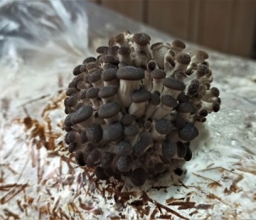 OYER MUSIC MYCLE LARGE BALLE, кубики, около 15 кг