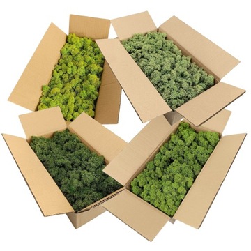 НОРВЕЖСКИЙ Олений мох зеленый 500г ДЕКОРАТИВНЫЙ яркий ДЕКОРАТИВНЫЙ