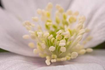 Venus Laowa CADreamer 100mm f2.8 Macro 2:1 Nikon F