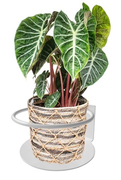 СОВРЕМЕННАЯ НАСТЕННАЯ ПОДСТАВКА ДЛЯ ЦВЕТОВ ПОДВЕСНАЯ ДЛЯ ЦВЕТОВ МЕТАЛЛИЧЕСКОЕ КОЛЬЦО LOFT БЕЛОЕ