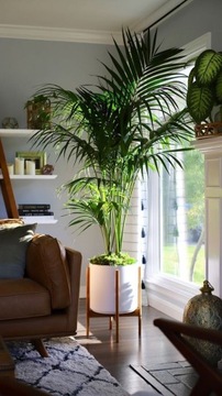 УВЛАЖНИТЕЛЬ ДЛЯ ЖИЛЫХ УВЛАЖНИТЕЛЕЙ AREKA PALM Dypsis Lutescens размер M