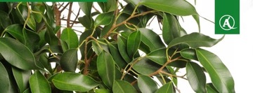 Опрыскиватель Marolex Mini Sprayer 1000мл для дезинфекции цветов и растений