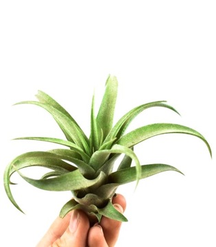 Tillandsia 'Capitata' AIR PLANTS Unikatowa Barwna Oplątwa Żyje Bez Podłoża