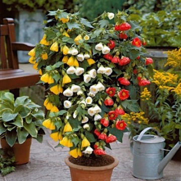 Комнатный клоник, Abutilon hybridum
