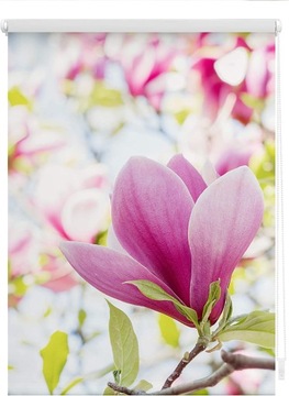 Roleta bez wiercenia w różowe magnolie 100x150 cm