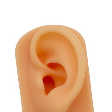 Модель уха Силиконовое искусственное ухо Модель уха