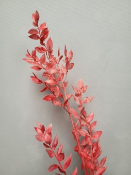 Рускус красный, сушеная веточка