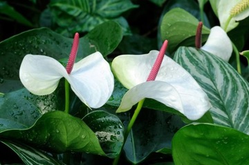 БИОПОН БИОГУМУСНОЕ УДОБРЕНИЕ ДЛЯ ЦВЕТУЩИХ ПЕТУНИ, ФУКСИИ, КАСТРОНЫ, МЕДИНИЛЛОВЫХ РОЗ, 1Л