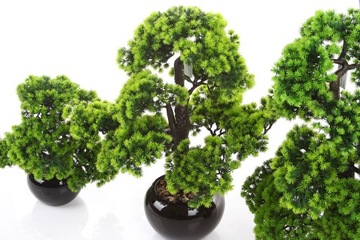 BONSAI LARCH 70 дерево, лиственница, керамическое покрытие