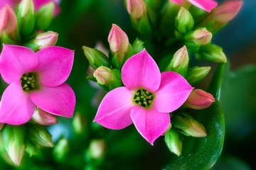 УДОБРЕНИЕ АГРЕКОЛ ДЛЯ ГОРШЕЧНЫХ Пальмовых драцен