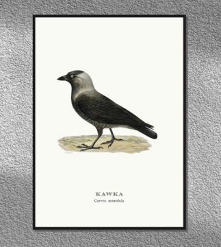 КРЕСТОВЫЕ птицы Польская графика из старинного птичьего атласа 21х30 (А4)