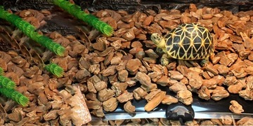 Нагревательный коврик для 15x28 см, террариум 7 Вт, термостат, для рептилий растений