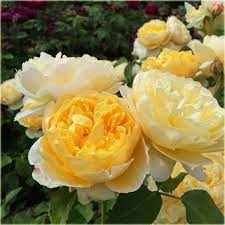 Ароматная английская лимонная роза.