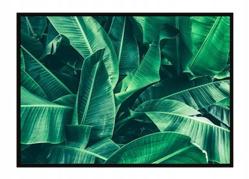 OBRAZ PLAKAT W RAMIE 53x73 cm Liście P1492