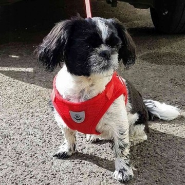 SZELKI SPACEROWE BEZUCISKOWE DLA KOTA + SMYCZ REGULOWANE ODBLASK ROZMIAR S