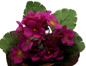PRIMULA PRYMULA PRYMULKA BUKIECIK FIOLET/FUKSJA
