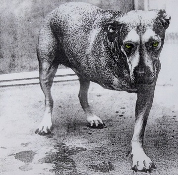CD Alice in Chains