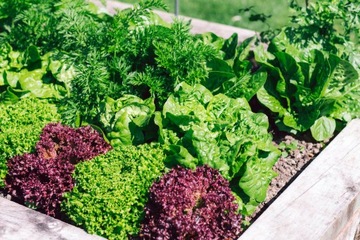 ЗЕЛЕНАЯ ГРУППА ТРАВЯНОЙ БАР ИНСПЕКТ 100х100, ВЫСОТА 30 см