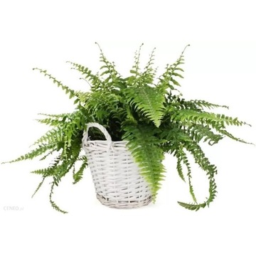 КОРЗИНА ПЛЕТЕНАЯ ЦВЕТОЧНАЯ КОРПУС БЕЛАЯ для цветов